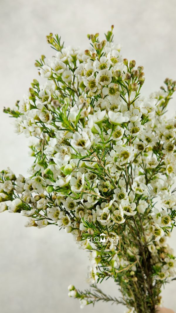 Waxflower Crystal Pearl