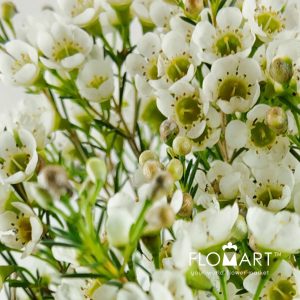 Waxflower Crystal Pearl - Image 2