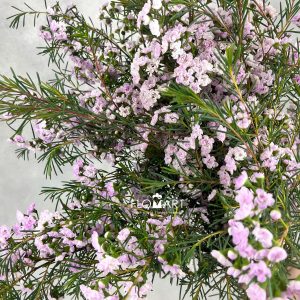 Waxflower Dancing Queen