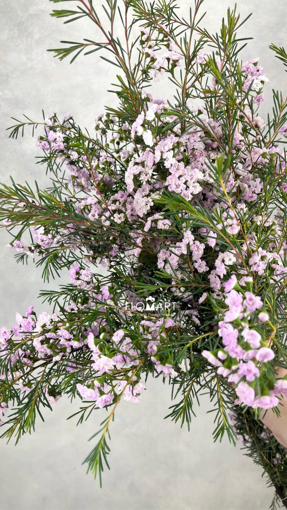 Waxflower Dancing Queen