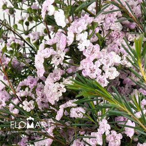 Waxflower Dancing Queen - Image 2
