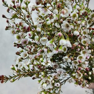 Waxflower Dor