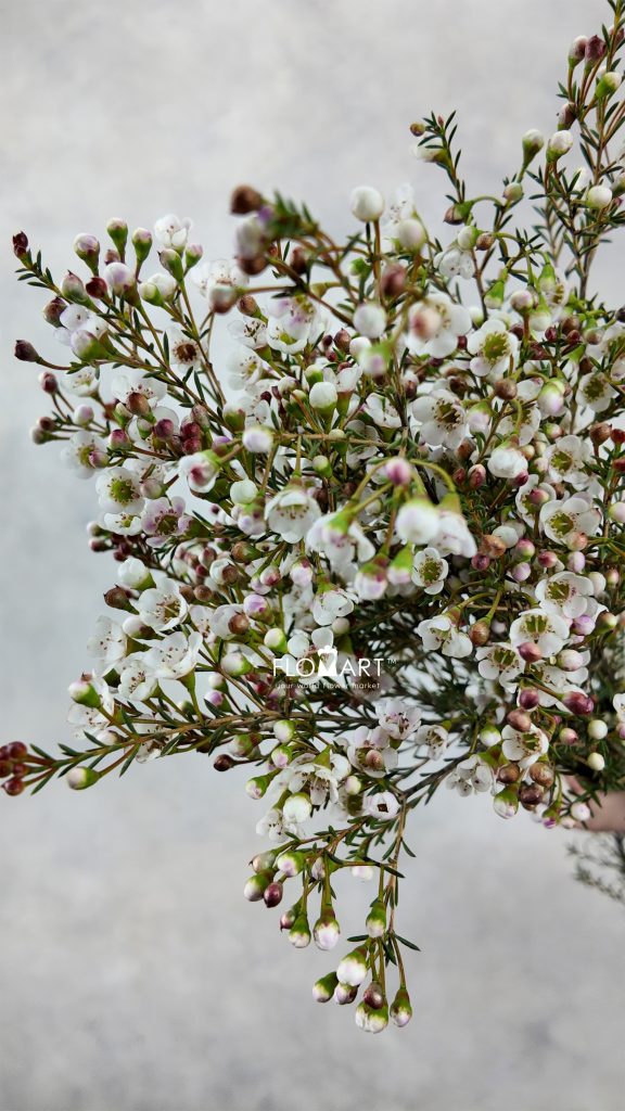 Waxflower Dor