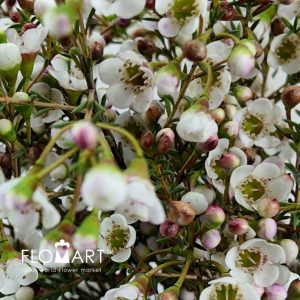 Waxflower Dor - Image 2