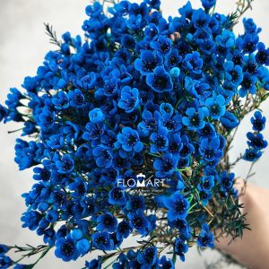 Waxflower Dyed Blue