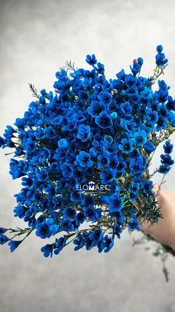 Waxflower Dyed Blue