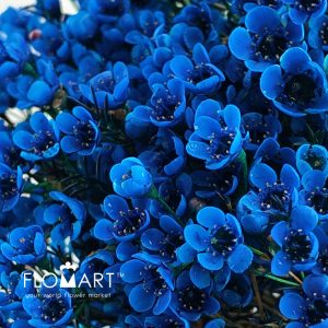 Waxflower Dyed Blue - Image 2