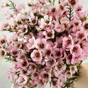 Waxflower Dyed Pink