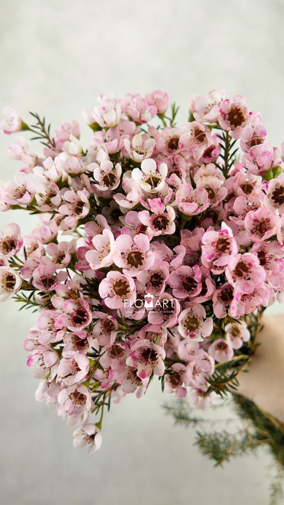 Waxflower Dyed Pink