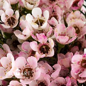Waxflower Dyed Pink - Image 2