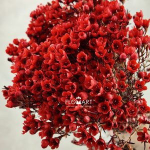 Waxflower Dyed Red
