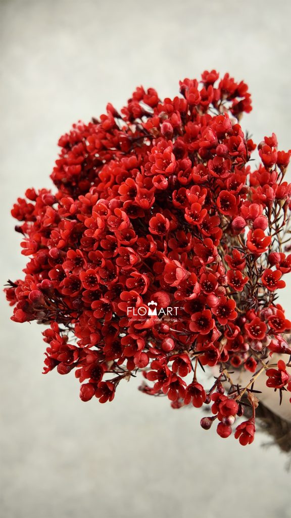 Waxflower Dyed Red