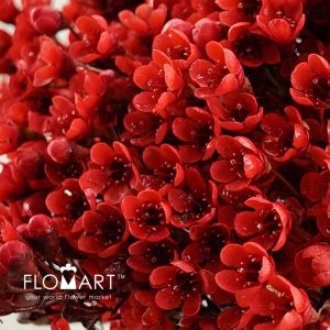 Waxflower Dyed Red - Image 2