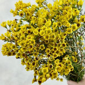 Waxflower Dyed Yellow
