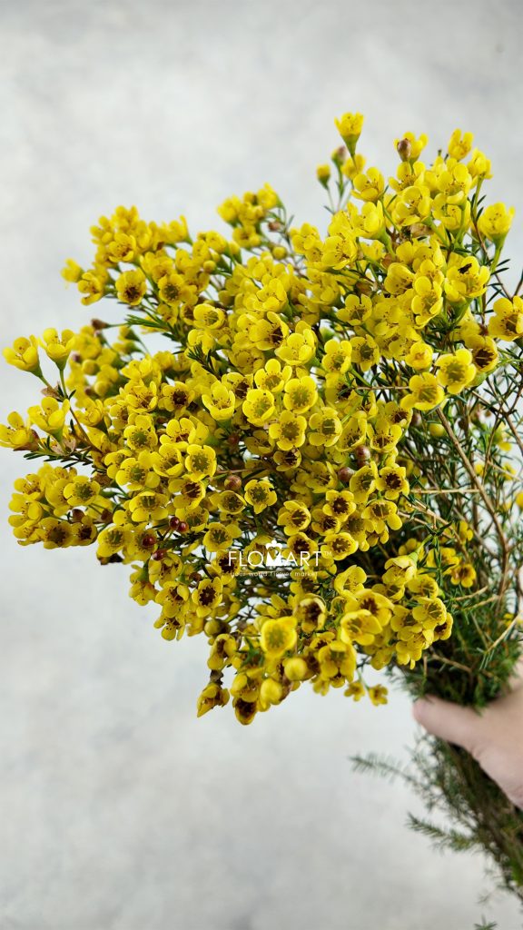 Waxflower Dyed Yellow