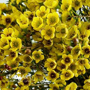 Waxflower Dyed Yellow - Image 2