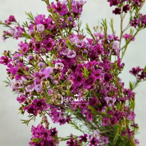 Waxflower Happy Days