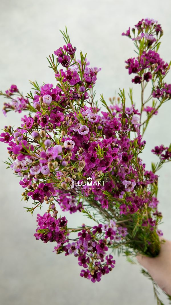 Waxflower Happy Days