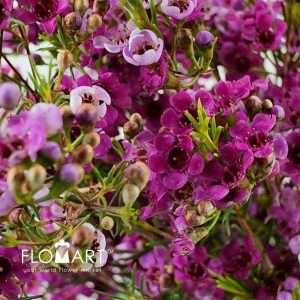 Waxflower Happy Days - Image 2