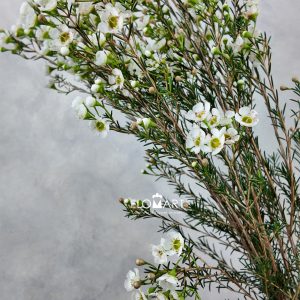 Waxflower Jenny Jane