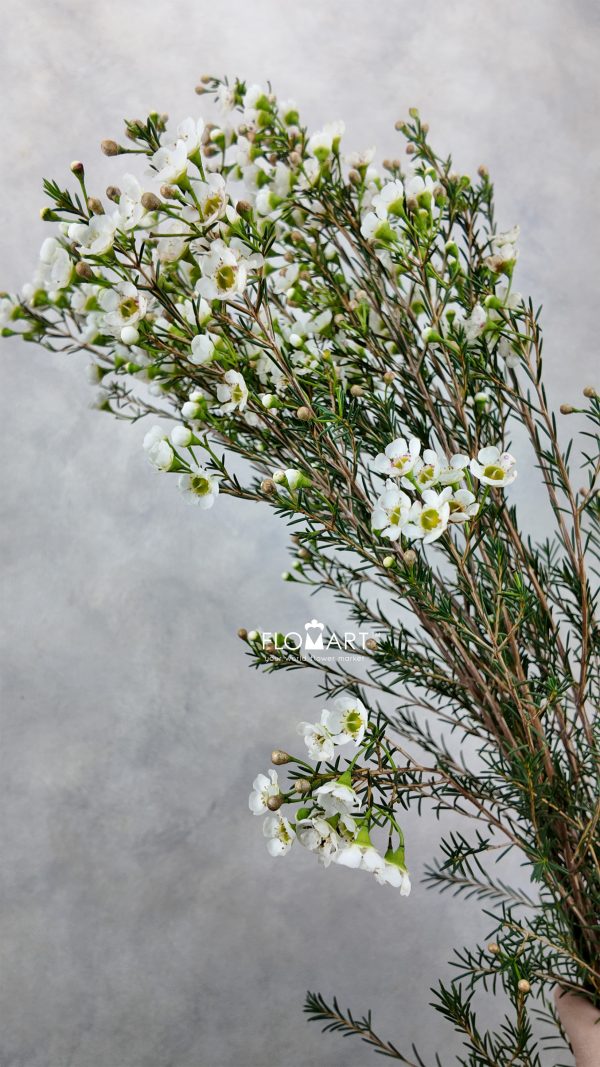 Waxflower Jenny Jane