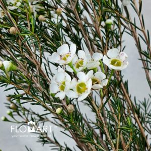 Waxflower Jenny Jane - Image 2