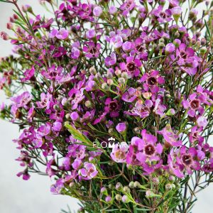 Waxflower Jupiter