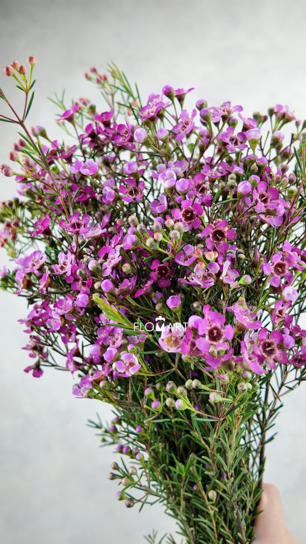 Waxflower Jupiter