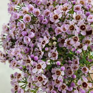 Waxflower Jupiter Solar