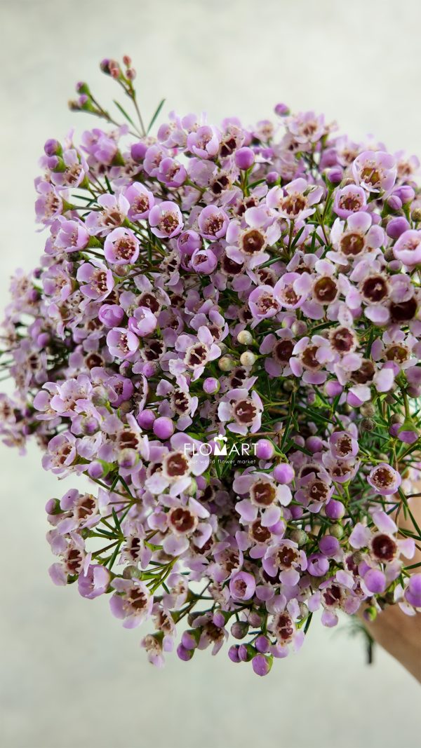 Waxflower Jupiter Solar