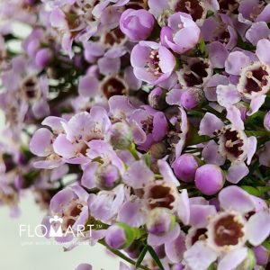 Waxflower Jupiter Solar - Image 2
