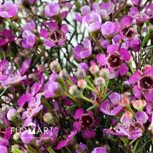 Waxflower Jupiter - Image 2