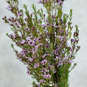 Waxflower Kerryn