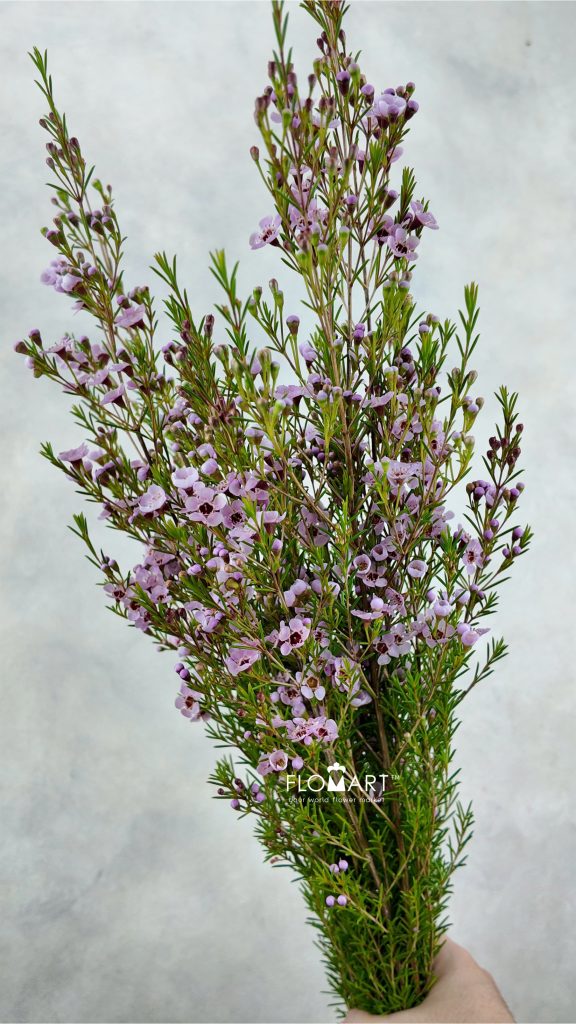 Waxflower Kerryn