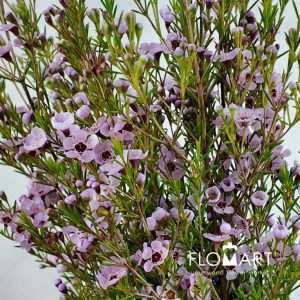 Waxflower Kerryn - Image 2