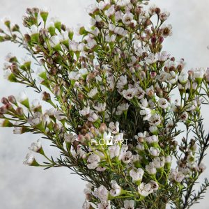 Waxflower Maya