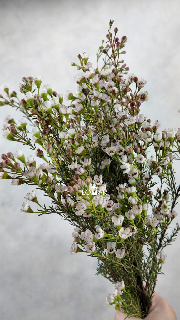 Waxflower Maya