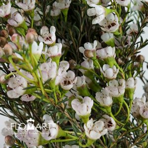 Waxflower Maya - Image 2
