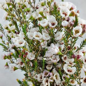 Waxflower Moonlight Delight