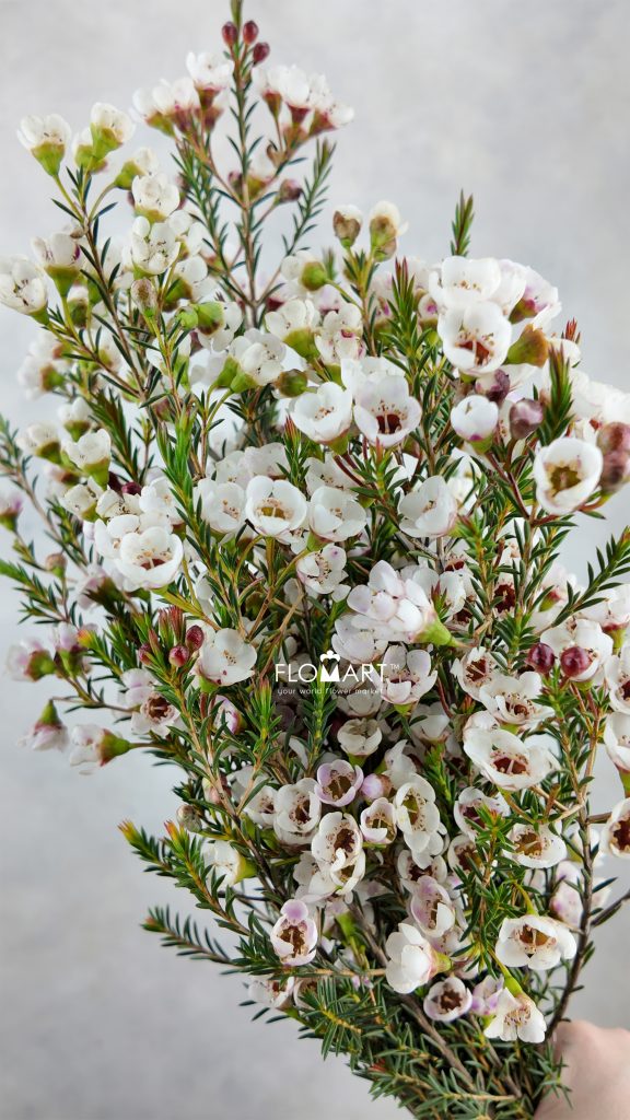Waxflower Moonlight Delight