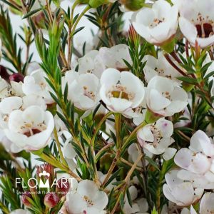 Waxflower Moonlight Delight - Image 2