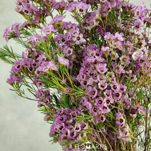 Waxflower Pink