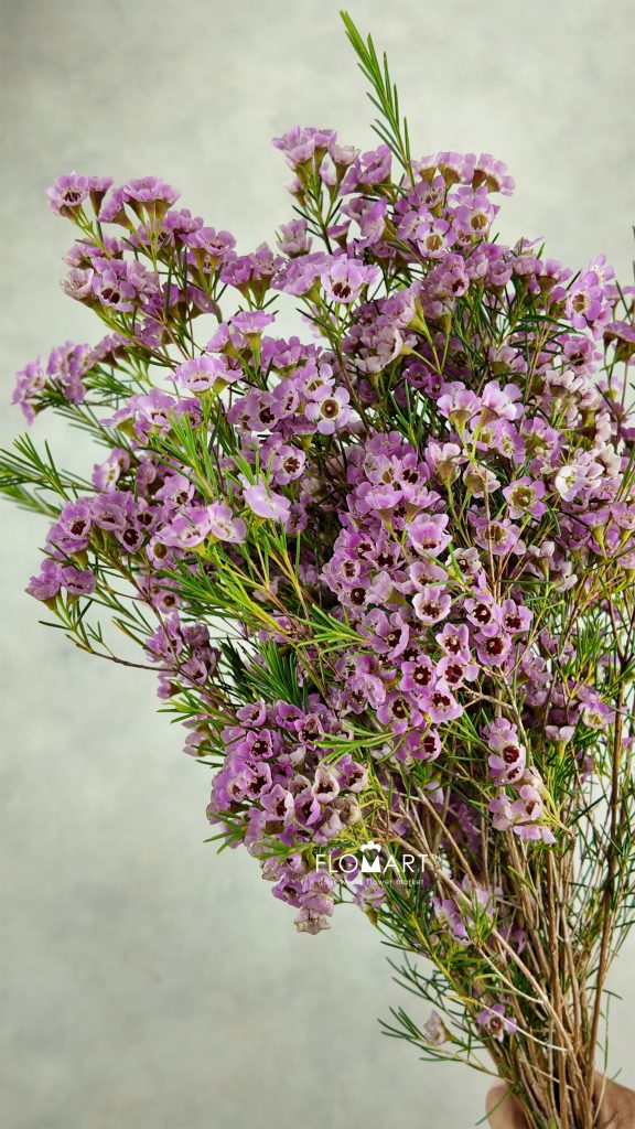 Waxflower Pink
