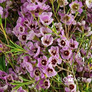 Waxflower Pink - Image 2