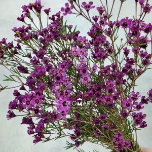 Waxflower Purple Dream