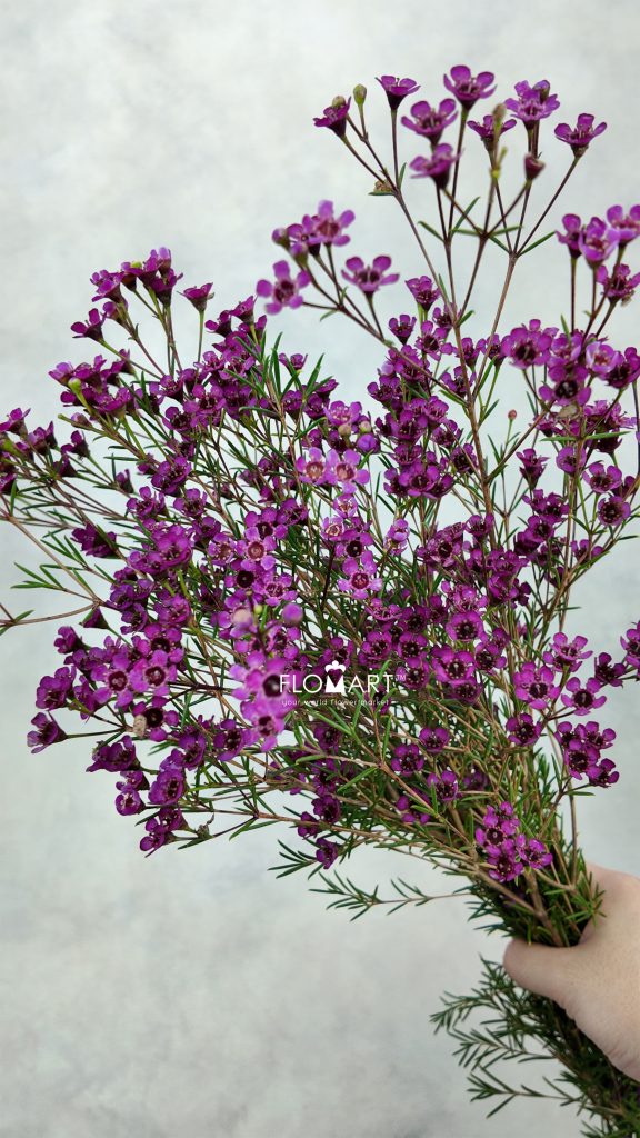 Waxflower Purple Dream