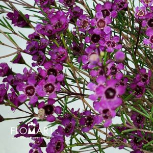 Waxflower Purple Dream - Image 2
