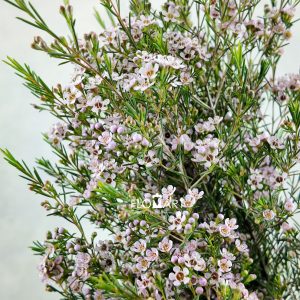 Waxflower Romi