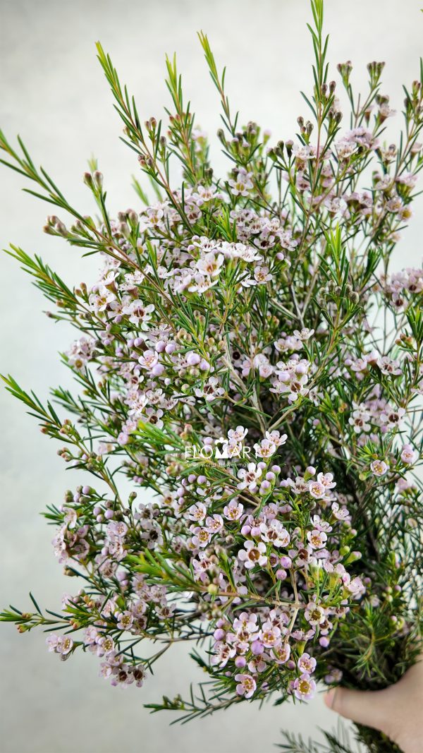 Waxflower Romi