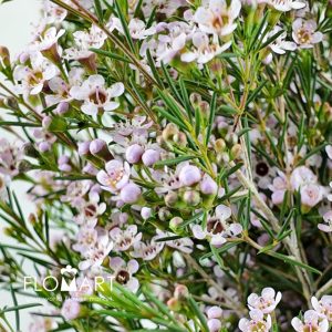 Waxflower Romi - Image 2